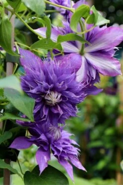 Diamantina Clematis - 1 Gallon Pot -Stylish Garden Plant Store clematis diamantina 1