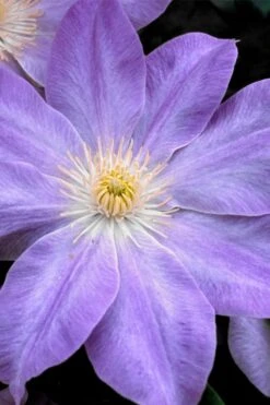 Diana's Delight Clematis - 1 Gallon Pot -Stylish Garden Plant Store clematis dianas delight 1