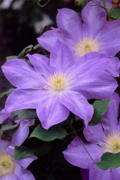 Diana's Delight Clematis - 1 Gallon Pot -Stylish Garden Plant Store clematis dianas delight 2