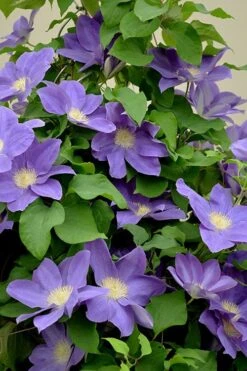 Diana's Delight Clematis - 1 Gallon Pot -Stylish Garden Plant Store clematis dianas delight 3