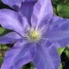 Diana's Delight Clematis - 1 Gallon Pot -Stylish Garden Plant Store clematis dianas delight 500x750 1