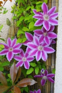Dr. Ruppel Clematis - 1 Gallon Pot -Stylish Garden Plant Store clematis dr ruppel 11