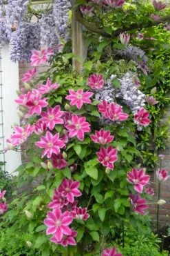 Dr. Ruppel Clematis - 1 Gallon Pot -Stylish Garden Plant Store clematis dr ruppel 12