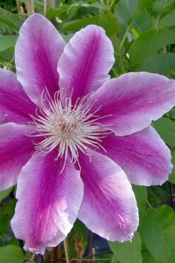 Dr. Ruppel Clematis - 1 Gallon Pot -Stylish Garden Plant Store clematis dr ruppel 2