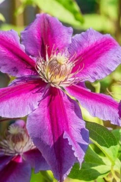 Dr. Ruppel Clematis - 1 Gallon Pot -Stylish Garden Plant Store clematis dr ruppel 3
