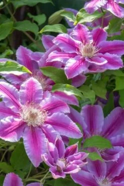Dr. Ruppel Clematis - 1 Gallon Pot -Stylish Garden Plant Store clematis dr ruppel 4