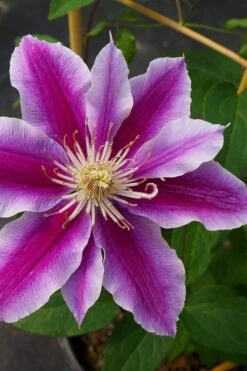 Dr. Ruppel Clematis - 1 Gallon Pot -Stylish Garden Plant Store clematis dr ruppel 7