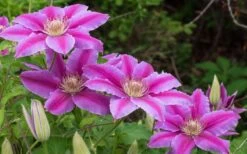 Dr. Ruppel Clematis - 1 Gallon Pot -Stylish Garden Plant Store clematis dr ruppel 8