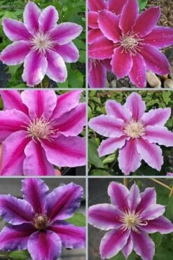 Dr. Ruppel Clematis - 1 Gallon Pot -Stylish Garden Plant Store clematis dr ruppel 9