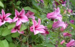 Duchess Of Albany Clematis - 1 Gallon Pot -Stylish Garden Plant Store clematis duchess of albany 5
