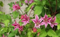 Duchess Of Albany Clematis - 1 Gallon Pot -Stylish Garden Plant Store clematis duchess of albany 6