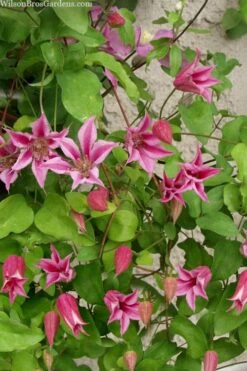 Duchess Of Albany Clematis - 1 Gallon Pot -Stylish Garden Plant Store clematis duchess of albany 7