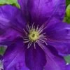 Duchess Of Cornwall Clematis- 1 Gallon Pot -Stylish Garden Plant Store clematis duchess of cornwall 3