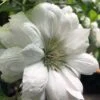 Duchess Of Edinburgh Clematis - 2 Gallon Pot -Stylish Garden Plant Store clematis duchess of edinburgh 5 1