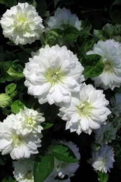 Duchess Of Edinburgh Clematis - 2 Gallon Pot -Stylish Garden Plant Store clematis duchess of edinburgh 7 1