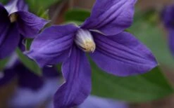 Durandii Clematis - 1 Gallon Pot -Stylish Garden Plant Store clematis durandii 12