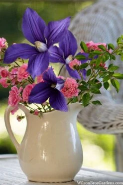 Durandii Clematis - 1 Gallon Pot -Stylish Garden Plant Store clematis durandii 13