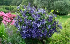 Durandii Clematis - 1 Gallon Pot -Stylish Garden Plant Store clematis durandii 3
