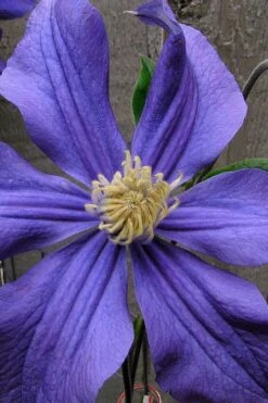 Durandii Clematis - 1 Gallon Pot -Stylish Garden Plant Store clematis durandii 4