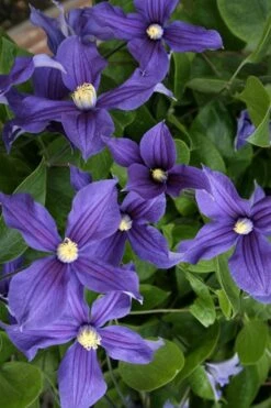 Durandii Clematis - 1 Gallon Pot -Stylish Garden Plant Store clematis durandii 5