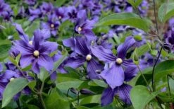 Durandii Clematis - 1 Gallon Pot -Stylish Garden Plant Store clematis durandii 6