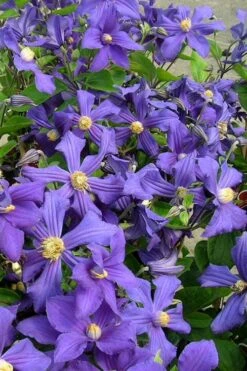 Durandii Clematis - 1 Gallon Pot -Stylish Garden Plant Store clematis durandii 7