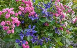 Durandii Clematis - 1 Gallon Pot -Stylish Garden Plant Store clematis durandii 8