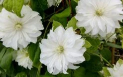 Duchess Of Edinburgh Clematis - 2 Gallon Pot -Stylish Garden Plant Store clematis duschess of edinburgh 3 1