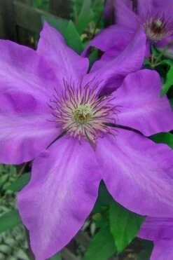 Elsa Spath Clematis - 1 Gallon Pot -Stylish Garden Plant Store clematis elsa spath 7