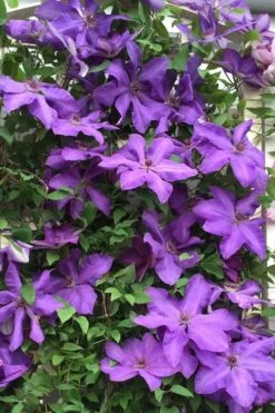 Elsa Spath Clematis - 1 Gallon Pot -Stylish Garden Plant Store clematis elsa spath 9