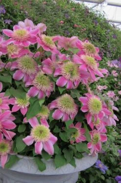 Empress Clematis - 1 Gallon Pot -Stylish Garden Plant Store clematis empress 4