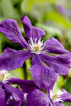 Etoile Violette Clematis - 1 Gallon Pot -Stylish Garden Plant Store clematis etoile violette 10