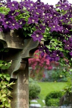 Etoile Violette Clematis - 1 Gallon Pot -Stylish Garden Plant Store clematis etoile violette 11