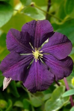 Etoile Violette Clematis - 1 Gallon Pot -Stylish Garden Plant Store clematis etoile violette 13