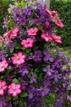 Etoile Violette Clematis - 1 Gallon Pot -Stylish Garden Plant Store clematis etoile violette 4