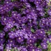 Etoile Violette Clematis - 1 Gallon Pot -Stylish Garden Plant Store clematis etoile violette 8