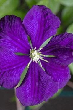 Etoile Violette Clematis - 1 Gallon Pot -Stylish Garden Plant Store clematis etolie violette 1