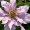 Filigree Clematis - 1 Gallon Pot -Stylish Garden Plant Store clematis filigree 3