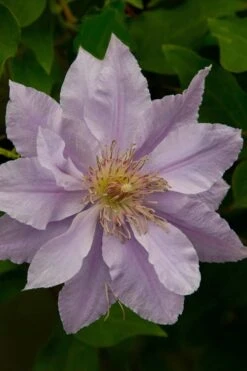 Filigree Clematis - 1 Gallon Pot -Stylish Garden Plant Store clematis filigree 4