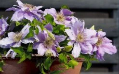 Filigree Clematis - 1 Gallon Pot -Stylish Garden Plant Store clematis filigree 7