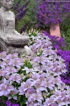 Filigree Clematis - 1 Gallon Pot -Stylish Garden Plant Store clematis filigree 9