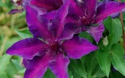 Fleuri Clematis - 1 Gallon Pot -Stylish Garden Plant Store clematis fleuri 10