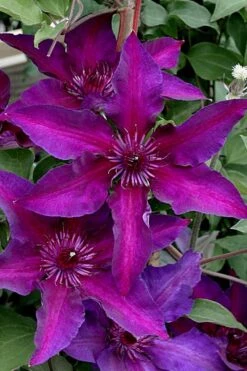 Fleuri Clematis - 1 Gallon Pot -Stylish Garden Plant Store clematis fleuri 11