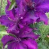 Fleuri Clematis - 1 Gallon Pot -Stylish Garden Plant Store clematis fleuri 14