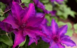 Fleuri Clematis - 1 Gallon Pot -Stylish Garden Plant Store clematis fleuri 19