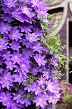 General Sikorski Clematis - 1 Gallon Pot -Stylish Garden Plant Store clematis general sikorski 11
