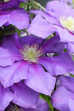 General Sikorski Clematis - 1 Gallon Pot -Stylish Garden Plant Store clematis general sikorski 6