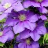 General Sikorski Clematis - 1 Gallon Pot -Stylish Garden Plant Store clematis general sikorski 7