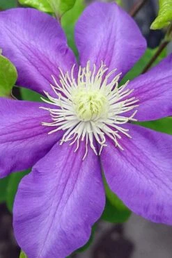 General Sikorski Clematis - 1 Gallon Pot -Stylish Garden Plant Store clematis general sikorski 8