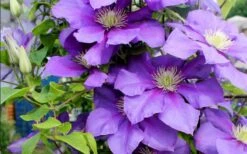 General Sikorski Clematis - 1 Gallon Pot -Stylish Garden Plant Store clematis general sikorski 9